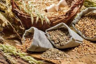 wheat 330x220 - مصر تُخطر الأمين العام للأمم المتحدة بانسحابها من اتفاقية تجارة الحبوب الأممية