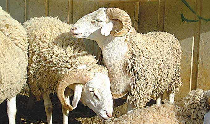mouton aide tunisie 5 - اتحاد الفلاحة والصيد البحري: هذه السنة سنشهد ارتفاعا في اسعار علوش العيد بنسبة 20%