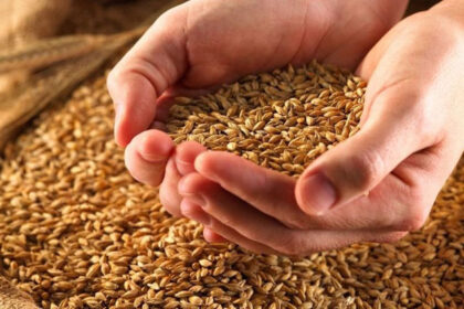 ble 420x280 - ديوان الحبوب يواصل شراء القمح لمواجهة نقص الإنتاج